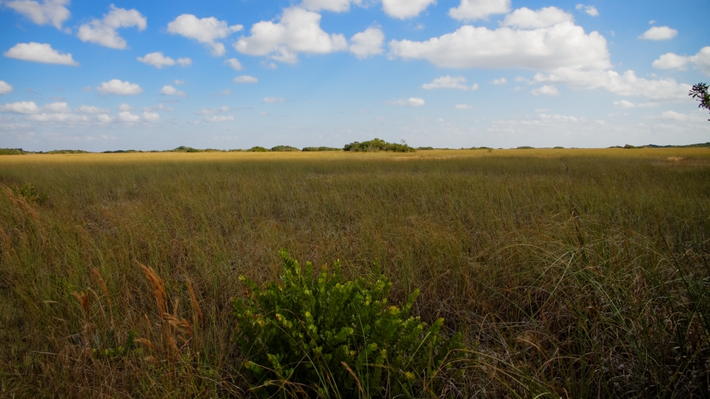 02 - Everglade NP (22).jpg